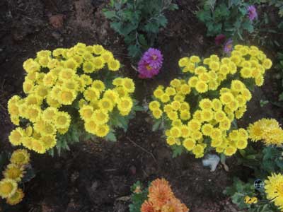 گل های داوودی تبریز